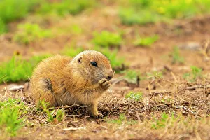 USA, Oklahoma, Wichita Mountains National Wildlife Refuge. Baby prairie dog feeding