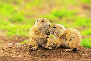 Greeting Prints: USA, Oklahoma, Wichita Mountains National Wildlife Refuge. Baby prairie dogs greeting