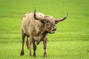 Oklahoma Prints: USA, Oklahoma, Wichita Mountains National Wildlife Refuge. Longhorn bull bellowing