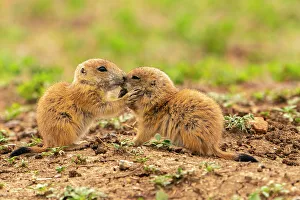 Greeting Prints: USA, Oklahoma, Wichita Mountains National Wildlife Refuge. Baby prairie dogs greeting