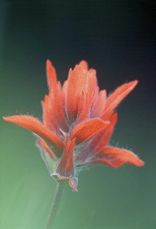 USA, Olympic National Park, Washington. Indian Paintbrush (Castilleja miniata )portrait