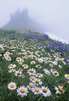 USA, Olympic National Park, Washington. Field of Mountain Daisy (erigeron peregrinus)