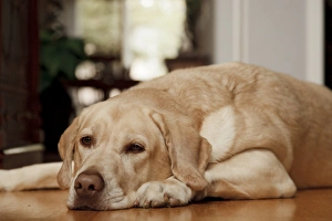 Rick A Brown Prints: USA, Oreegon, Keizer, Labrador Retriever resting in the hall. PR