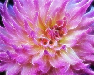 Striking Prints: USA, Oregon. Abstract of digitally altered pink dahlia