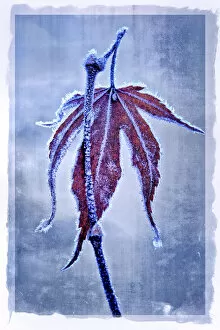 Images Dated 1st January 2000: USA, Oregon. Abstract of frosty maple leaf