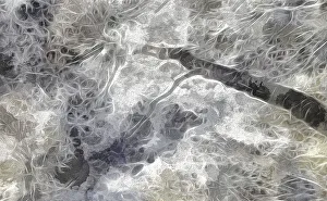 USA, Oregon. Abstract of tree and foliage. Credit as: Jean Carter / Jaynes Gallery / DanitaDelimont