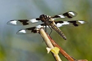 Images Dated 1st July 2011: USA, Oregon, Albany, Freeway Ponds County Park, Eight-spotted Skimmer (Libellula