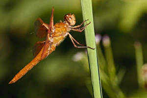 Images Dated 8th July 2011: USA, Oregon, Albany, Freeway Ponds County Park, male Flame Skimmer (Libellula saturata)