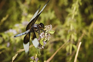 Images Dated 17th July 2012: USA, Oregon, Albany, Freeway Ponds Park, male Widow Skimmer (Libellula luctuosa)