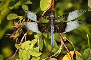 Images Dated 17th July 2012: USA, Oregon, Albany, Freeway Ponds Park, male Widow Skimmer (Libellula luctuosa)