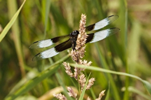 USA, Oregon, Albany, Freeway Ponds Park, male Widow Skimmer (Libellula luctuosa)