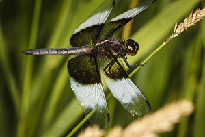 Images Dated 17th July 2012: USA, Oregon, Albany, Freeway Ponds Park, male Widow Skimmer (Libellula luctuosa)