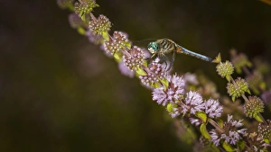 Rick A Brown Prints: USA, Oregon, Albany, Freeway Ponds Park, male Blue Dasher(Pachydiplax longipennis)