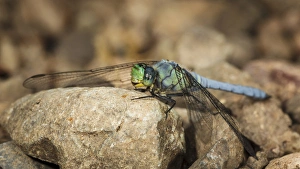 Images Dated 17th July 2012: USA, Oregon, Albany, Freeway Ponds Park, male Western Pondhawk (Erythemis collocata)