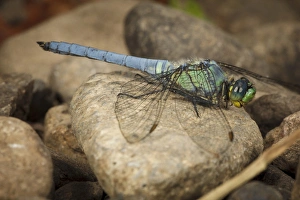 Images Dated 17th July 2012: USA, Oregon, Albany, Freeway Ponds Park, male Western Pondhawk (Erythemis collocata)