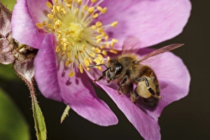 Images Dated 15th June 2012: USA, Oregon, Albany, Freeway Ponds Park, a Honey Bee (Apis mellifera) on a wild rose