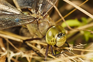 Images Dated 17th July 2012: USA, Oregon, Albany, Freeway Ponds Park, batteres male Common Green Darner (Anax junius)