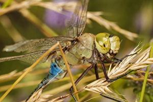 Images Dated 17th July 2012: USA, Oregon, Albany, Freeway Ponds Park, batteres male Common Green Darner (Anax junius)