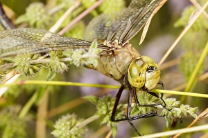 Images Dated 17th July 2012: USA, Oregon, Albany, Freeway Ponds Park, batteres male Common Green Darner (Anax junius)