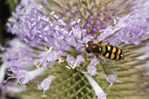 Images Dated 17th July 2012: USA, Oregon, Albany, Freeway Ponds Park, American Hoverfly (Metasyrphus americanus)