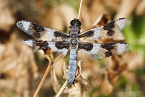 Images Dated 17th July 2012: USA, Oregon, Albany, Freeway Ponds Park, battered male Eight-spotted Skimmer (Libellula