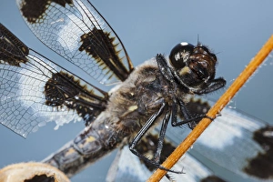 Images Dated 17th July 2012: USA, Oregon, Albany, Freeway Ponds Park, battered male Eight-spotted Skimmer (Libellula