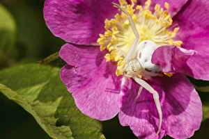 Images Dated 15th June 2012: USA, Oregon, Albany, Freeway Ponds Park, a Goldenrod Crab Spider (Misumena vatia)