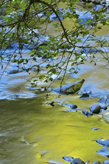 Alder Prints: USA, Oregon. Alder tree over South Fork Wilson River