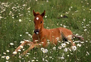 Beginning Prints: USA, Oregon, Arabian Pony