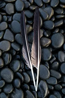 USA, Oregon, Arch Cape. Pacific coastline and round black shiny rocks with bald eagle feathers