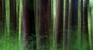 USA, Oregon, Arch Cape. Pacific coastline tree trunk design with Sitka Spruce