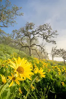 Plateau Prints: USA, Oregon. Arrowleaf Balsamroot (Balsamorhiza sagittata) flowers and oak trees