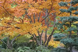 Royalty Free Prints: USA, Oregon, Ashland. Lithia Park trees in the Japanese Garden. Credit as: Don Paulson