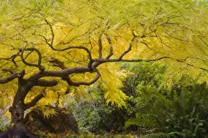 Royalty Free Prints: USA, Oregon, Ashland. Lithia Park yellow maple trees in the Japanese Garden. Credit as