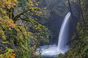 Mossy Prints: USA, Oregon. Autumn fall color and mist at Metlako Falls on Eagle Creek in the Columbia