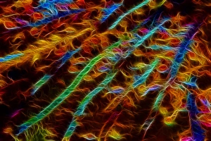 Kelp Prints: USA, Oregon, Bandon. Abstract of digitally altered Pacific sea kelp