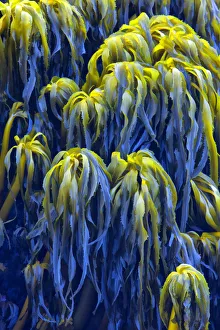 Kelp Prints: USA, Oregon, Bandon. Abstract photo of Pacific sea kelp