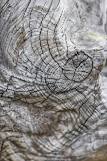 Images Dated 13th December 2021: Usa, Oregon, Bandon. Bandon Beach, Closeup of Wood on the Beach