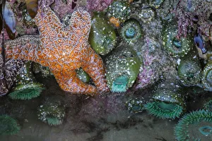 Images Dated 14th July 2020: USA, Oregon, Bandon Beach. Anemones and sea stars exposed at low tide