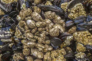 Barnacle Prints: USA, Oregon, Bandon Beach. Barnacles and mussels close-up