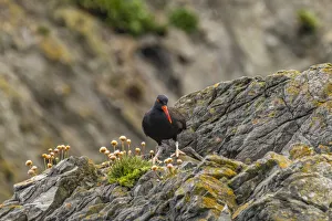 USA, Oregon, Bandon Beach. Black oystercatcher bird on rock