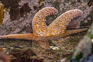 Sea Star Prints: USA, Oregon, Bandon Beach. Close-up of sea star partially exposed by low tide