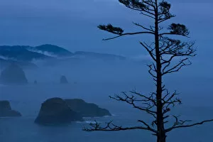 Images Dated 24th August 2008: USA, Oregon, Bandon Beach, Ecola State Park. Pine tree silhouetted against misty