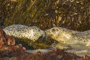 Seaweed Prints: USA, Oregon, Bandon Beach, harbor seals greeting & kelp