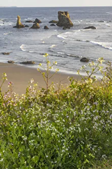 Sea Stack Prints: USA, Oregon, Bandon Beach. Sea stack on ocean shore and blooming flowers