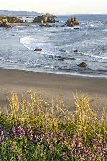 Images Dated 14th August 2021: USA, Oregon, Bandon Beach. Sea stack on ocean shore and blooming flowers