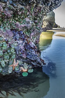 Starfish Prints: USA, Oregon, Bandon Beach. Sea stars and anemones on rock