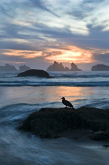 Images Dated 23rd August 2008: USA, Oregon, Bandon Beach. Seagull silhouette on coastline rock at sunset. Credit as