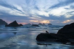 Seastack Prints: USA, Oregon, Bandon Beach. Seagull silhouette on coastline rock at sunset