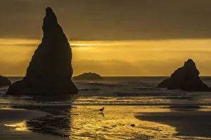 Seastack Prints: USA, Oregon, Bandon Beach. Wizards Hat formation at sunset